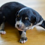 Kuglstatter Aussie A#4