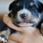 Kuglstatter Aussie A#4