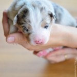 Kuglstatter Aussie A#5