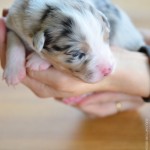 Kuglstatter Aussie A#8