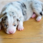 Kuglstatter Aussie A#8