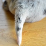 Kuglstatter Aussie A#8