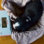 Kuglstatter_Aussie_A#3_Welpen_Tag12