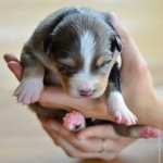 Kuglstatter Aussie A#6