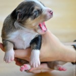 Kuglstatter Aussie A#6