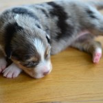 Kuglstatter Aussie A#6