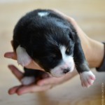 Kuglstatter Aussie A#7