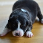 Kuglstatter Aussie A#7