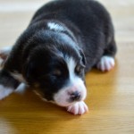 Kuglstatter Aussie A#7