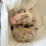 Kuglstatter Aussie A#5 Australian Shepherd Welpe von Luna Kuglstatter Aussie A#5 Australian Shepherd Welpe von Luna