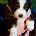 Kuglstatter Aussie A#1 4 Wochen alt