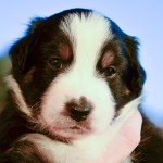 Kuglstatter Aussie A#1 4 Wochen alt