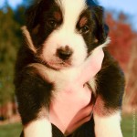 Kuglstatter Aussie A#1 4 Wochen alt