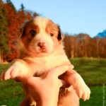 Kuglstatter Aussie A#2 4 Wochen alt