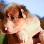 Kuglstatter Aussie A#2 4 Wochen alt