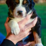 Kuglstatter Aussie A#3 4 Wochen alt