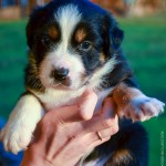 Kuglstatter Aussie A#3 4 Wochen alt