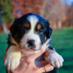 Kuglstatter Aussie A#3 4 Wochen alt