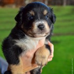 Kuglstatter Aussie A#4 4 Wochen alt