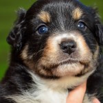 Kuglstatter Aussie A#4 4 Wochen alt