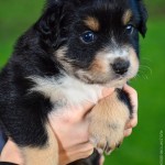 Kuglstatter Aussie A#4 4 Wochen alt