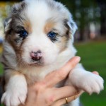 Kuglstatter Aussie A#5 4 Wochen alt