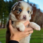 Kuglstatter Aussie A#5 4 Wochen alt