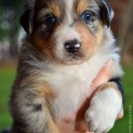 Kuglstatter Aussie A#6 4 Wochen alt