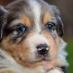 Kuglstatter Aussie A#6 4 Wochen alt