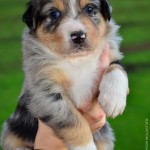 Kuglstatter Aussie A#6 4 Wochen alt