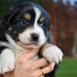 Kuglstatter Aussie A#7 4 Wochen alt