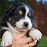 Kuglstatter Aussie A#7 4 Wochen alt