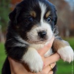 Kuglstatter Aussie A#7 4 Wochen alt