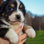 Kuglstatter Aussie A#7 4 Wochen alt