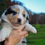 Kuglstatter Aussie A#8 4 Wochen alt