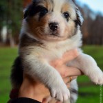 Kuglstatter Aussie A#8 4 Wochen alt