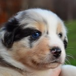 Kuglstatter Aussie A#8 4 Wochen alt