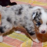 Kuglstatter Aussies 4 Wochen alt