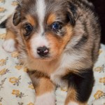 Kuglstatter Aussies 4 Wochen alt