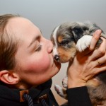 Kuglstatter Aussies 4 Wochen alt