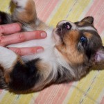 Kuglstatter Aussies 4 Wochen alt