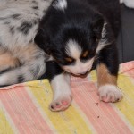 Kuglstatter Aussies 4 Wochen alt