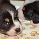 Kuglstatter Aussies 4 Wochen alt