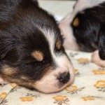 Kuglstatter Aussies 4 Wochen alt