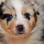 Kuglstatter Aussies 4 Wochen alt