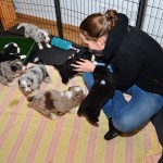 Kuglstatter Aussies 4 Wochen alt