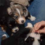 Kuglstatter Aussies 4 Wochen alt