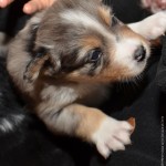 Kuglstatter Aussies 4 Wochen alt