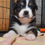 Kuglstatter Aussies 4 Wochen alt