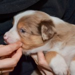 Kuglstatter Aussies 4 Wochen alt